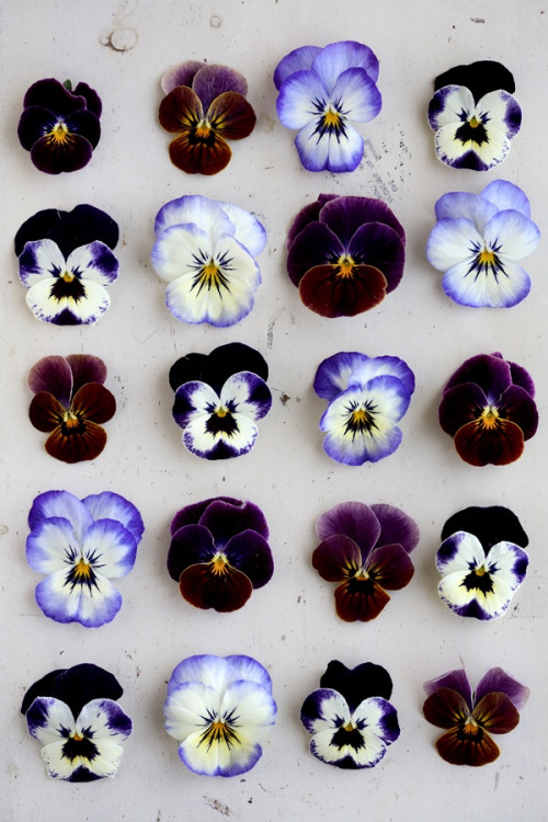 pansies